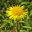 Blütenfoto Inula salicina