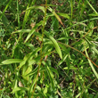 Stängel-/Stammfoto Inula salicina