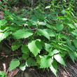 Habitusfoto Lamium galeobdolon subsp.flavidum