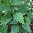 Blätterfoto Lamium galeobdolon subsp.flavidum