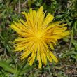 Portraitfoto Leontodon hispidus L. subsp. hispidus