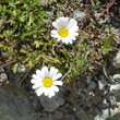 Portraitfoto Leucanthemopsis alpina