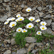 Habitusfoto Leucanthemopsis alpina