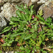 Blätterfoto Leucanthemopsis alpina