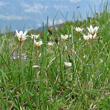 Habitusfoto Lloydia serotina