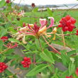 Portraitfoto Lonicera periclymenum