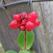 Fruchtfoto Lonicera periclymenum