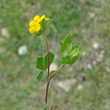 Stängel-/Stammfoto Lotus ornithopodioides