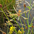 Fruchtfoto Lotus pedunculatus