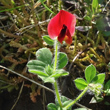 Stängel-/Stammfoto Lotus tetragonolobus