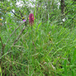 Habitusfoto Melampyrum cristatum