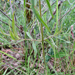 Stängel-/Stammfoto Melampyrum cristatum