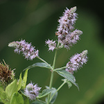 Portraitfoto Mentha longifolia