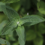 Blätterfoto Mentha longifolia