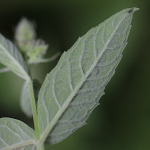 Foto von Besonderheit Mentha longifolia