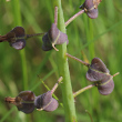 Fruchtfoto Muscari comosum