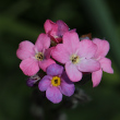 Foto von Besonderheit Myosotis alpestris