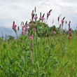 Habitusfoto Onobrychis viciifolia