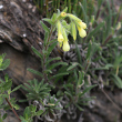 Habitusfoto Onosma pseudoarenaria subsp. helvetica