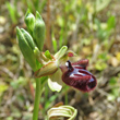 Blütenfoto Ophrys incubacea