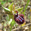 Foto Kelch Ophrys incubacea