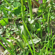 Blätterfoto Ophrys incubacea