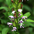 Fruchtfoto Orchis simia