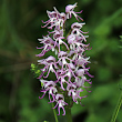 Blütenfoto Orchis simia