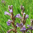 Portraitfoto Orobanche purpurea