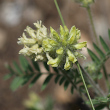 Blütenfoto Oxytropis pilosa