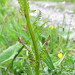 Stängel-/Stammfoto Pedicularis ascendens