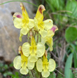 Blütenfoto Pedicularis oederi