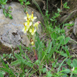 Habitusfoto Pedicularis oederi