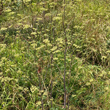 Stängel-/Stammfoto Peucedanum alsaticum