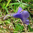 Foto Kelch Pinguicula leptoceras