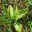 Blätterfoto Pinguicula leptoceras