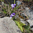 Habitusfoto Pinguicula leptoceras