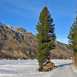 Habitusfoto Pinus cembra