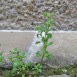 Habitusfoto Polycarpon tetraphyllum