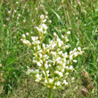 Blütenfoto Polygonum alpinum