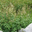 Habitusfoto Polygonum alpinum