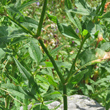 Stängel-/Stammfoto Polygonum alpinum