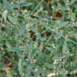 Habitusfoto Polygonum aviculare