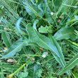 Blätterfoto Polygonum bistorta