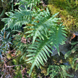 Habitusfoto Polypodium cambricum