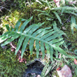 Blätterfoto Polypodium cambricum