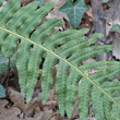 Foto von Besonderheit Polypodium vulgare