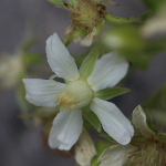 Portraitfoto Potentilla caulescens