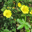 Portraitfoto Potentilla inclinata