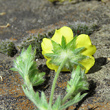 Foto Kelch Potentilla inclinata